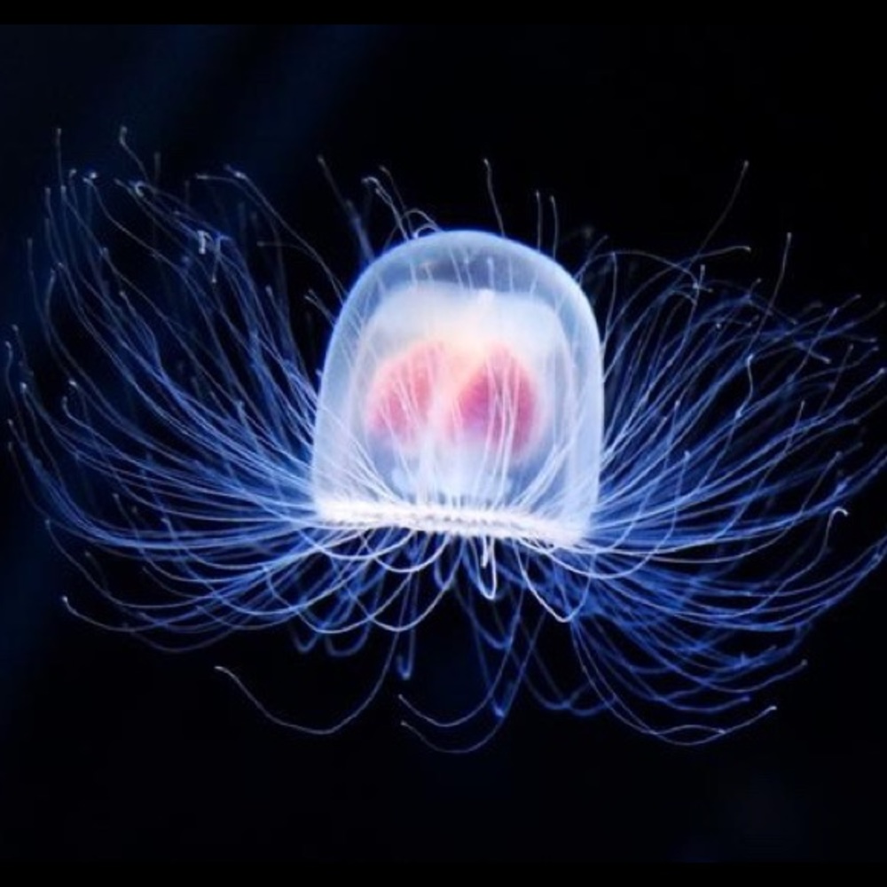 Meet your Posher, Karalee